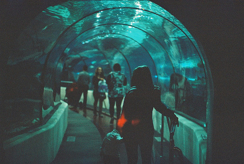 erbea:Underwater World by Oleg on Flickr.