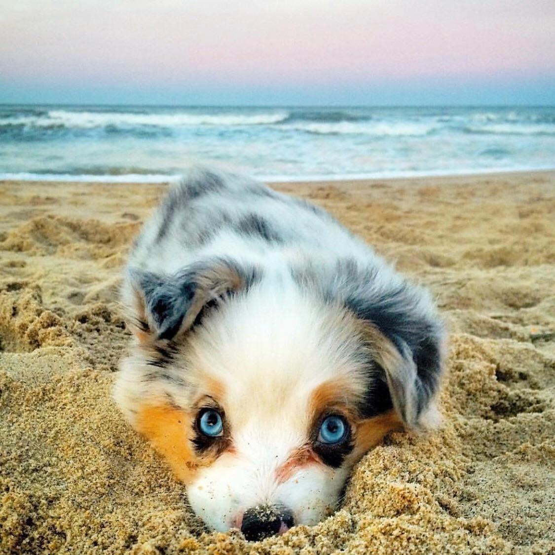 awwww-cute:  Cutest beach bum (Source: https://ift.tt/2vLJrOm)