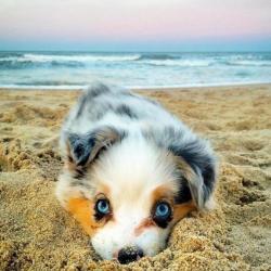 Awwww-Cute:  Cutest Beach Bum (Source: Https://Ift.tt/2Vljrom)