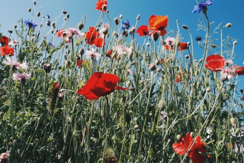 cornflower