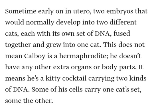 Screenshot that reads: Sometime early on in utero, two embryos that would normally develop into two different cats, each with its own set of DNA, fused together and grew into one cat. This does not mean Calboy is a hermaphrodite; he doesn’t have any other extra organs or body parts. It means he’s a kitty cocktail carrying two kinds of DNA. Some of his cells carry one cat’s set, some the other.