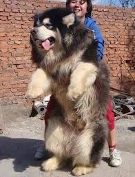 furry mastiff dog