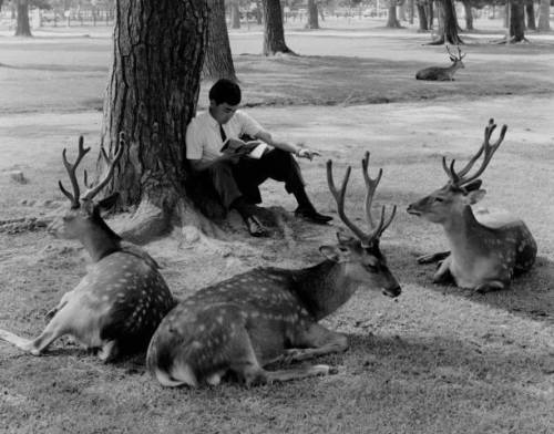 hauntedbystorytelling: Hans Silvester :: Man reading a book with sika deers, Nara Park, Japan, 1960′s / source: Twitter