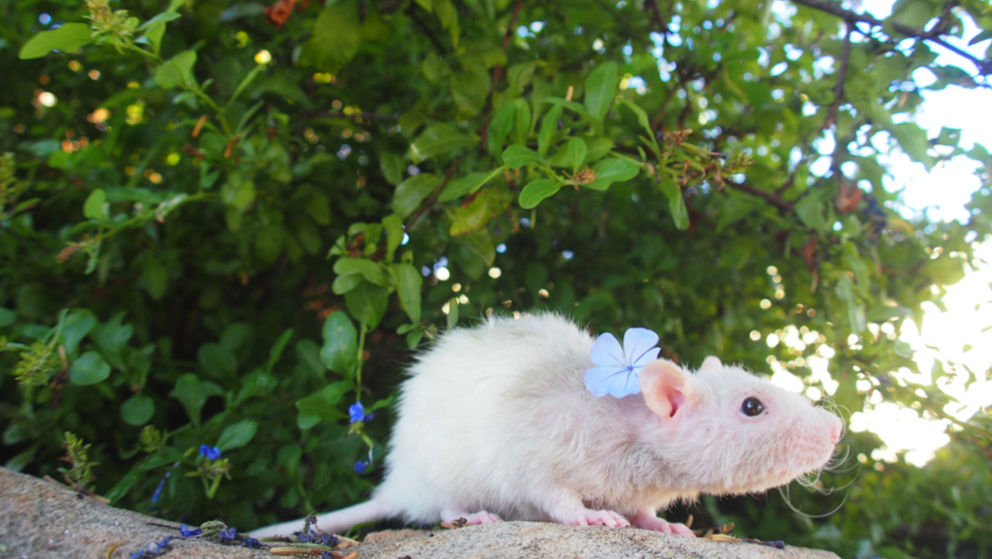 aaamie:  Everyone meet Delilah.  