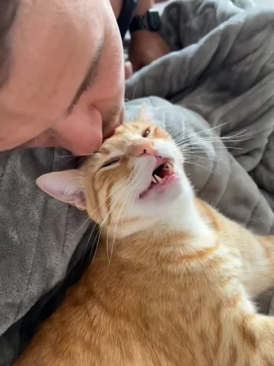 sleepy-bebby:Sound on, important! 🔊honk honk honk 
