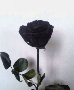 hamburgerjfml:  #rose #black 