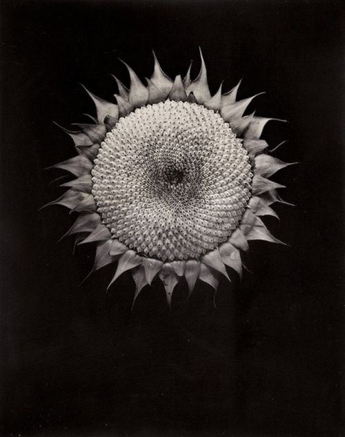 arsvitaest:Paul Caponigro, Sunflower, 1965via yama-bato