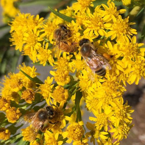 brilliantbotany:Spotted these bees at work on some goldenrod, a member of the genus Solidago.Photo b