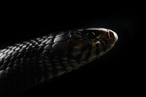 Typhon (Eastern indigo snake)