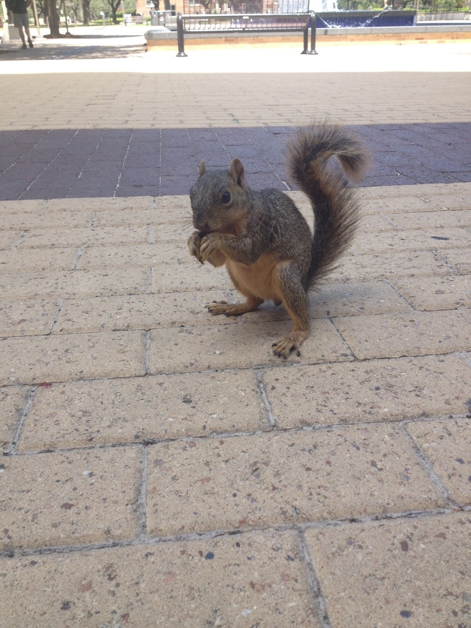 bluesketchy:  So I’m at Texas A&amp;M for vet camp… I decided to join in