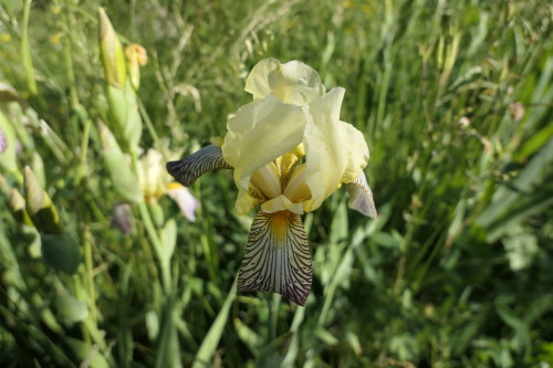 Iris germanica — German iris