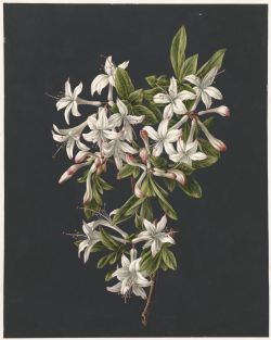 laclefdescoeurs:  Tak van een azalea, 1831, M. de Gijselaar 