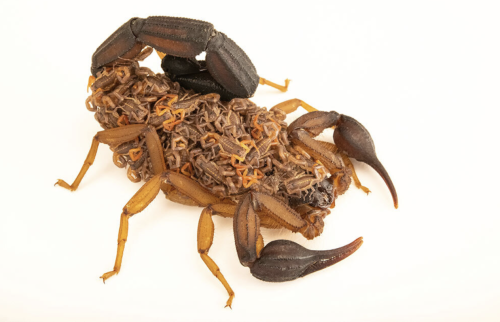 From National Geographic:Human mamas (and papas) carry their newborns on their back. Scorpions are n