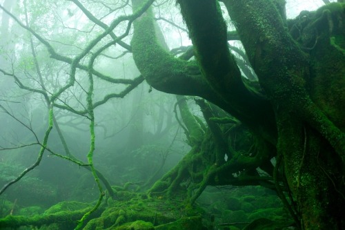 asdfghjklblahh-deactivated20131: Yakushima Forest, Japan by Lewcam 