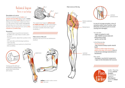 placedescordes:  A simple flyer about nerve damages’ education and prevention in rope bondage.