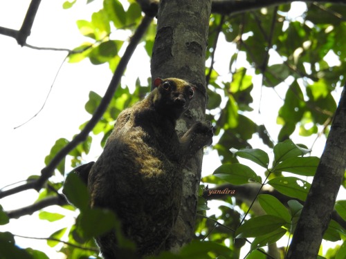 rizkimy: Tando/ Sunda Flying Lemur// Galeopterus variegatus -Cynocephalidae Taken at Cagar Alam Pan