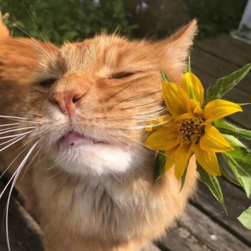 the-sunflower-one: Yellow flower