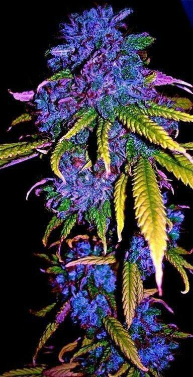 I am in love with Mary Jane