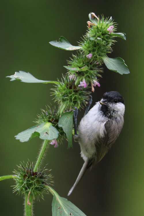 A marsh tit/entita picking seeds. 