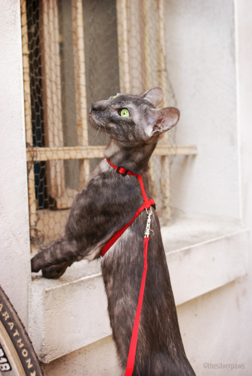 Faolan exploring the area (Oriental Shorthair, black smoke)