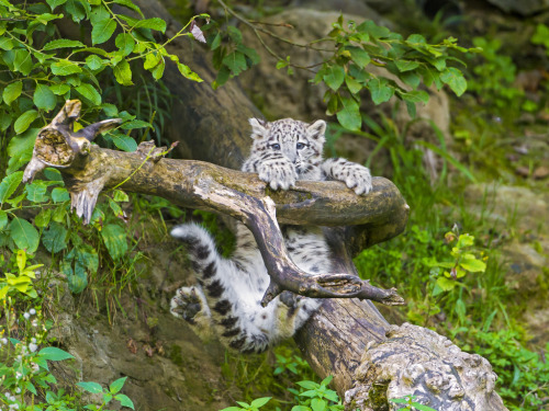magicalnaturetour:  Mohan doing acrobatics! (by Tambako the Jaguar) 