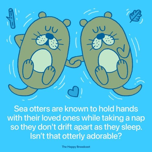 Sea otters hold hands while they are asleep. A pair of these animals roll over onto their backs and 