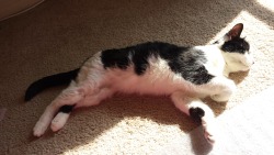 awwww-cute:  Almost 19 years old and still loving a warm sunbeam