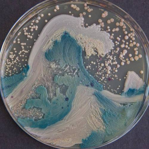 23pairsofchromosomes:Candida albicans is a yeast species that is part of the commensal microbiota of