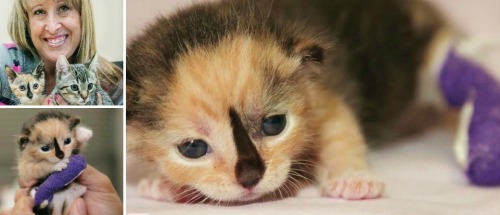 Injured U.S. army veteran saved by tri-pawed kitten Karolyn went to the shelter thinking of saving a