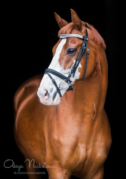 (1) Olesya Nickolaeva is passionate about horses and is very experienced in capturing their glowing 