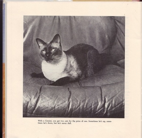 gameraboy2:Cat Astrology by Mary Daniels, adult photos