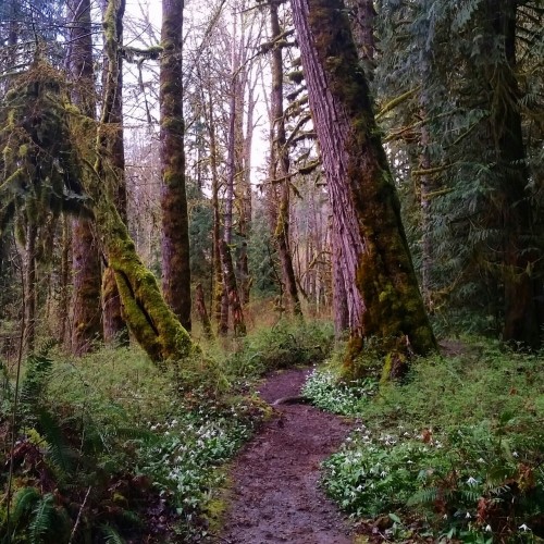 Spring time in the forests of the Cowichan Valley