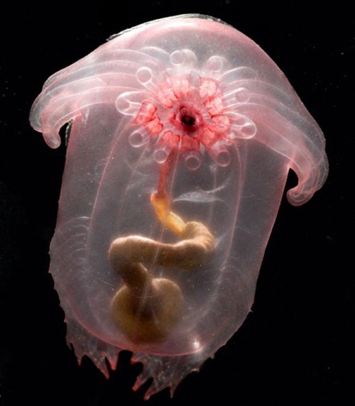 sixpenceee:  EnypniastesEnypniastes is a deep sea cucumber that lives at depths of up to 16,400 feet. The red area is the animals mouth. Around it are tentacles, which scoop up edible mud from the seafloor. From there, it enters the creatures gut. (Source