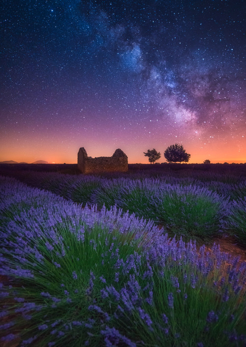coiour-my-world:A Lavender Night ~ Albert Dros