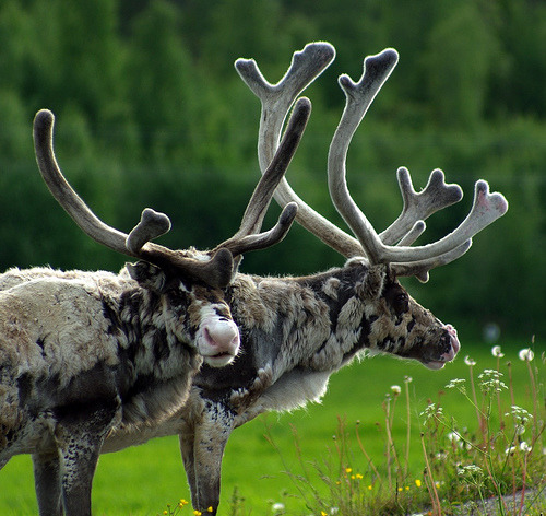 fuckyeahungulates:Caribou (Rangifer tarandus)