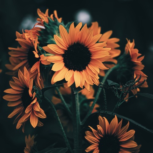 King Of Summer Flowers