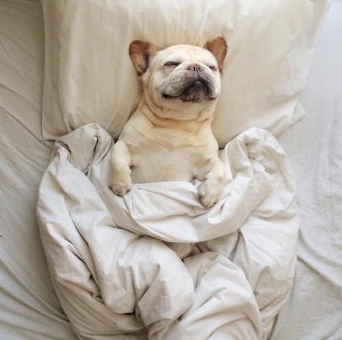 styleandcreate:Time to get up? Don’t think so! | Adorable French bulldog | Photo by Kylie Johnston w