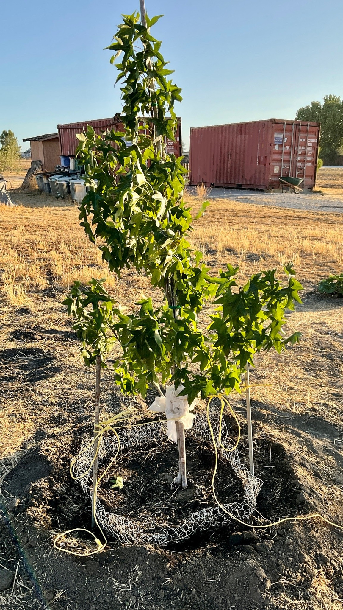 A sapling liquidambar tree supported by a couple of stakes and planted with wire visible around the root ball.
