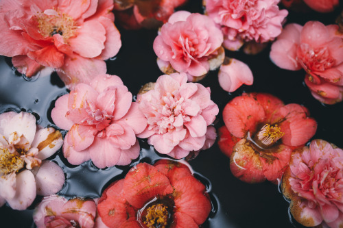 instillmotion: Beautiful water vat filled with flowers, in the corner of a glasshouse in Chatsworth 