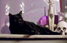 fycaos:

— It’s the four of us, then. — *Meows* — Right, sorry, Salem. The five of us. #underutilized baby#salem#caos