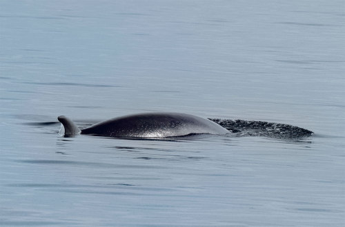 I went on a whale watch yesterday. Many beautiful critters. (bull orca was ID’d as T060C) Computer a