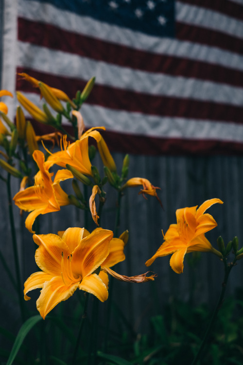 thomaslawn:  4th of july flowers© Thomas Lawn, 2016Instagram   |   Tumblr   |   Website 