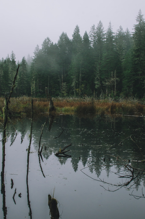 Foggy Pond