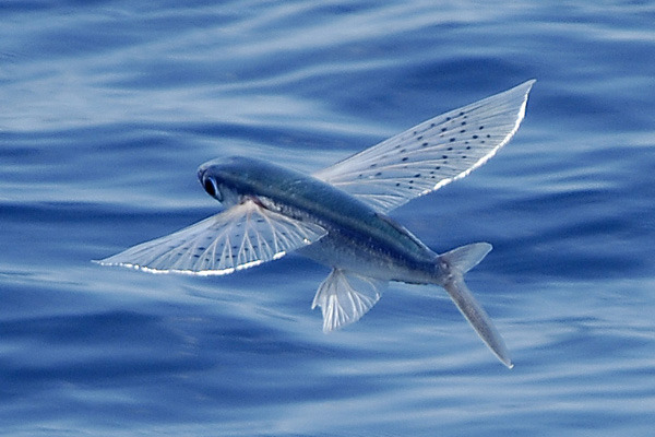 Rod & Barrel • Flying Fish Flying fish have to be one of the