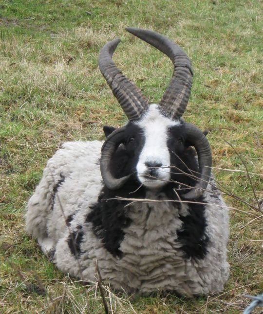 acosmodot:  weirdo-concker: chouxcake:   w33d-witch:   w33d-witch:  I just found out the offspring of a goat and sheep is called a GEEP and they’re the cutest lil shits ever I want 200 of them  A baby VS an adult   Coool as fuck they have two sets of