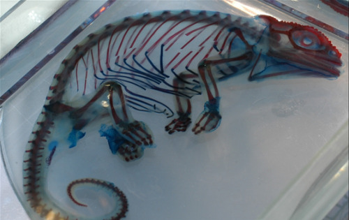 A cleared and stained chameleon. This staining makes it easy to see where the skeletal system is (re