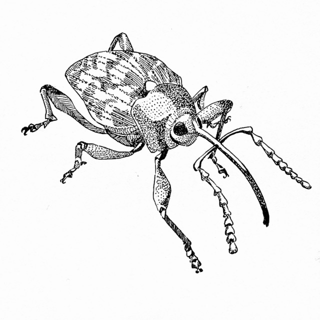 Weevil. Ink on paper