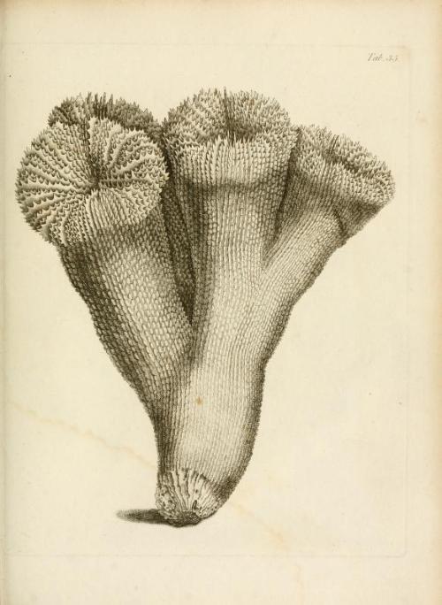 darksilenceinsuburbia:  Lamouroux, M. (Jean Vincent Félix), 1779-1825 : Exposition méthodique des genres de l'ordre des polypiers : avec leur description et celle des principales espèces  