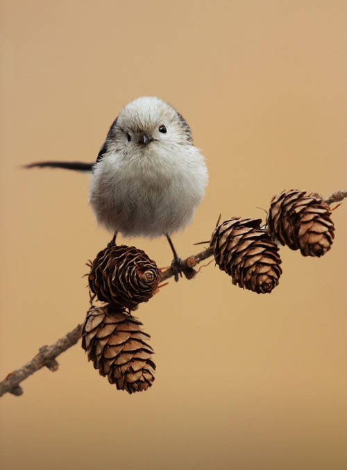 fairy-wren: Long tailed tit (Photo by hencz porn pictures