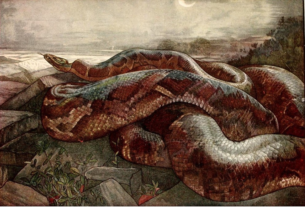 Charles Maurice Detmold and  Edward Julius Detmold. 10 Watercolour illustrations